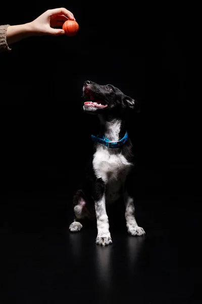 Vista recortada de mujer sosteniendo juguete sobre perro en collar azul aislado en negro - foto de stock