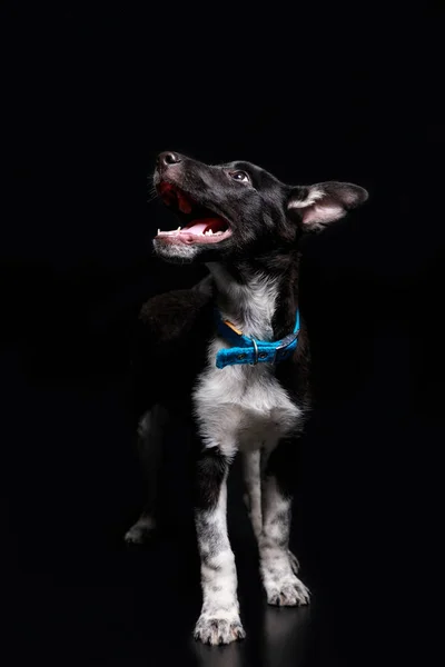 Mignon chien en col bleu avec bouche ouverte isolé sur noir — Photo de stock