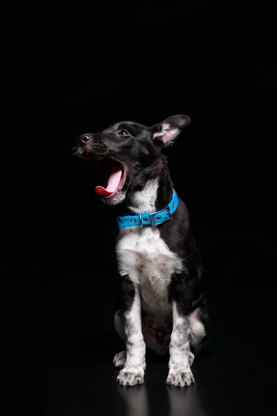 Cute yawning dog in blue collar isolated on black — Stock Photo