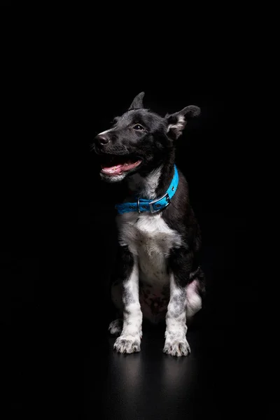 Cane in collare blu con bocca aperta isolato su nero — Foto stock