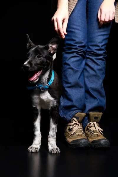 Recortado vista de la mujer en jeans con lindo perro mestizo aislado en negro - foto de stock