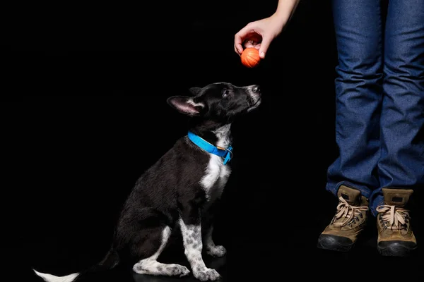 Abgeschnittene Ansicht einer Frau mit orangefarbenem Ball über Mischlingshund im blauen Halsband isoliert auf schwarz — Stockfoto