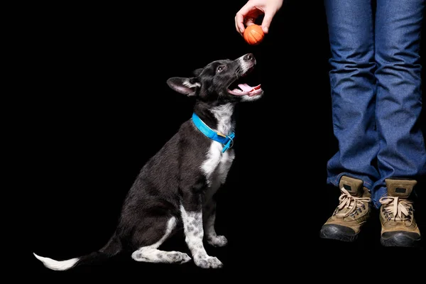 Vista cortada de mulher segurando bola laranja sobre cão rafeiro em colarinho azul com boca aberta isolada em preto — Fotografia de Stock