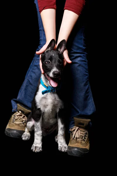 Vista recortada de mujer en jeans jugando con perro mestizo en collar aislado en negro - foto de stock