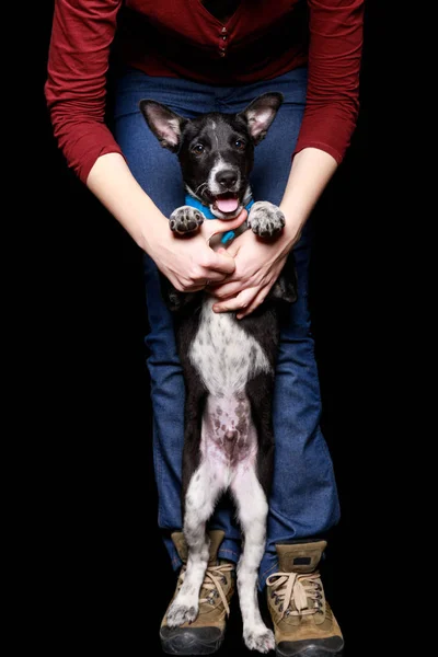 Vista recortada de mujer en jeans con perro en cuello en patas traseras aisladas en negro - foto de stock