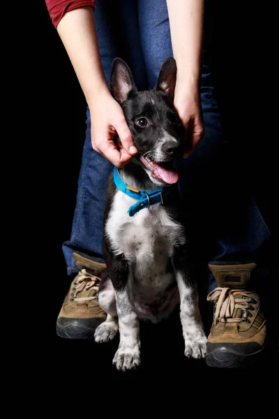 Cropped view of woman in jeans with mongrel dog in collar isolated on black — Stock Photo