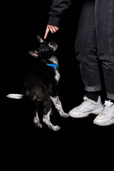 Recortado vista de la mujer en jeans apuntando con el dedo a perro mestizo en el cuello en aislado en negro - foto de stock