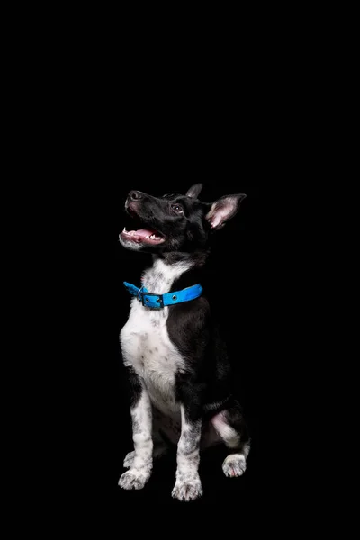 Lindo perro mestizo en collar azul con boca abierta aislado en negro - foto de stock