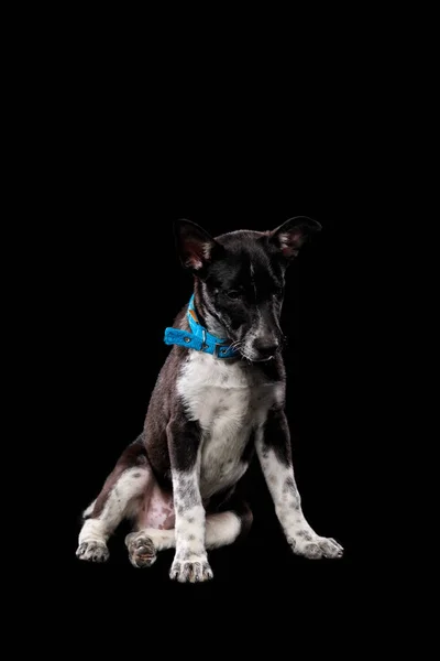 Mongrel dog in blue collar isolated on black — Stock Photo