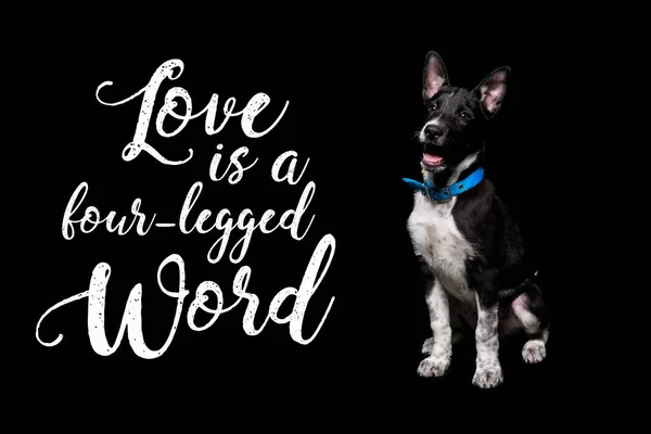 Dark mongrel dog in blue collar near lettering love is a four-legged word isolated on black — Stock Photo