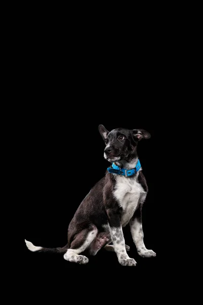 Adorable dark mongrel dog in blue collar isolated on black — Stock Photo