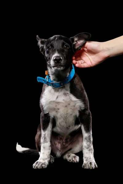 Vista ritagliata di donna accarezzando cane bastardo isolato su nero — Foto stock