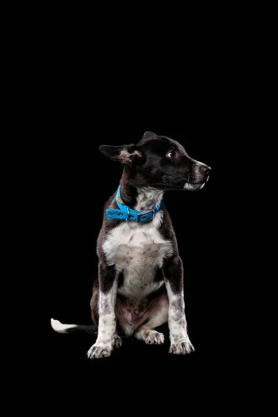 Scuro cane bastone in collare blu isolato su nero — Foto stock