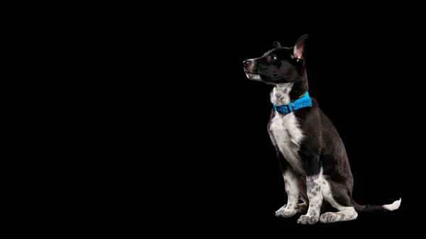 Pooch dog in blue collar isolated on black — Stock Photo