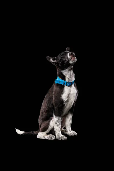 Pooch dark dog in blue collar isolated on black — Stock Photo