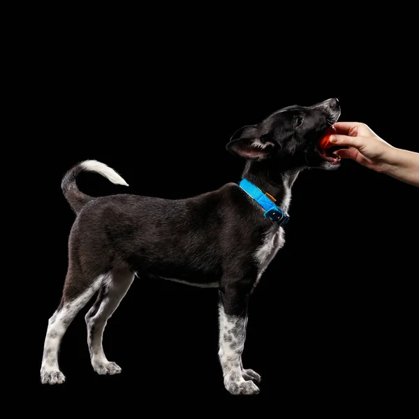 Обрезанный вид женщины, дающей мяч собаке с открытым ртом изолированы на черный — стоковое фото