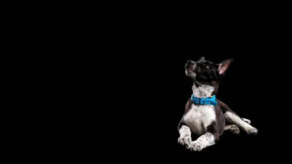 Pooch dark dog with white paws in collar isolated on black — Stock Photo