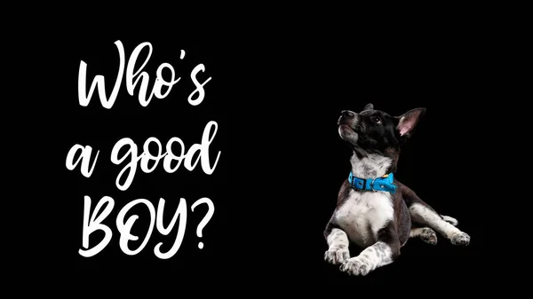 Scuro mongrel cane in blu collare e lettering whos buon ragazzo isolato su nero — Foto stock