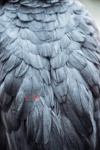 Vista de cerca de vívidas alas de loro gris esponjoso con plumas — Stock Photo