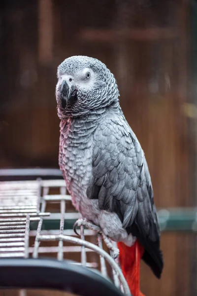 Lebhafter grauer, flauschiger Papagei sitzt im Käfig und blickt in die Kamera — Stockfoto