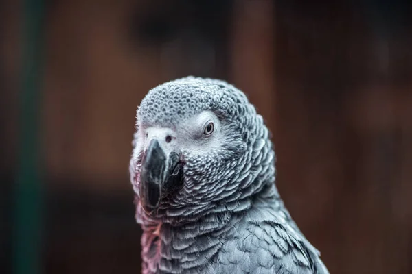 Close up view of vivid grey exotic fluffy parrot — Stock Photo