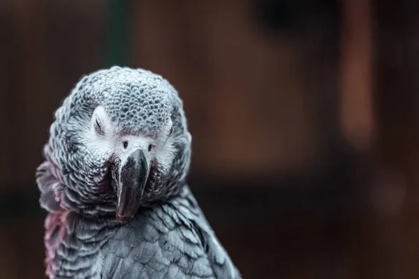 Nahaufnahme eines lebhaften grauen, flauschigen Papageis mit geschlossenen Augen — Stockfoto
