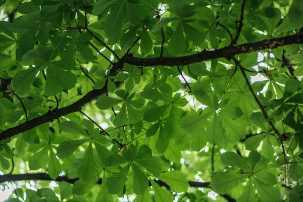 Bottom view of chestnut tree with green leaves on branches — Stock Photo