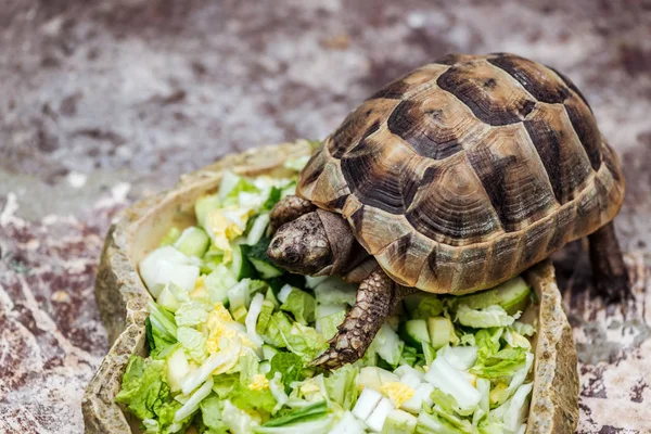 Cute turtle eating fresh sliced vegetables in stone bowl — Stock Photo