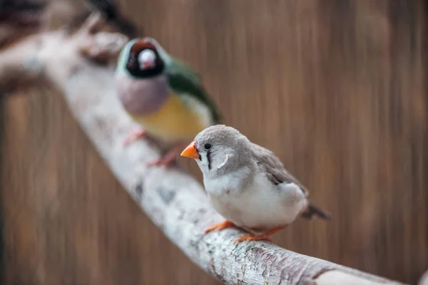 Enfoque selectivo de aves coloridas en rama de madera - foto de stock