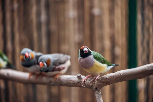 Вибірковий фокус різнокольорових милих птахів на дерев'яній гілці — стокове фото