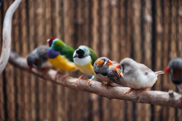 Selective focus of colorful exotic birds on wooden branch — Stock Photo