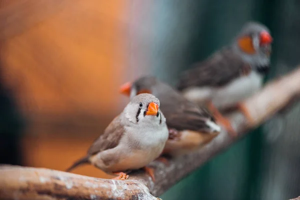 Selective focus of cute and colorful birds on wooden branch — Stock Photo