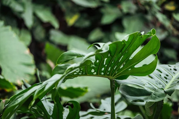 Зелене текстуроване барвисте пальмове листя з розмитим фоном — стокове фото