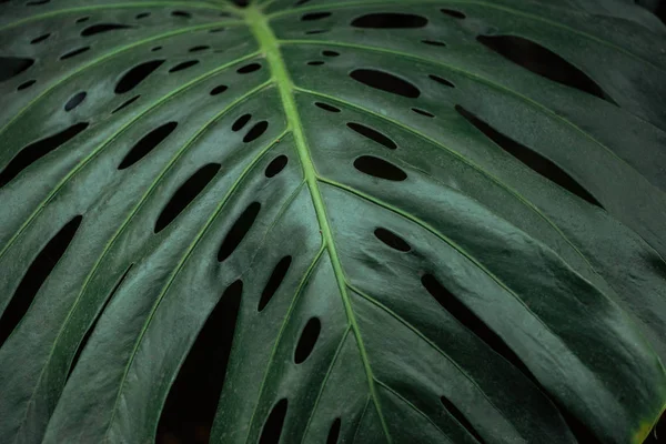 Green textured colorful palm leaf on black background — Stock Photo