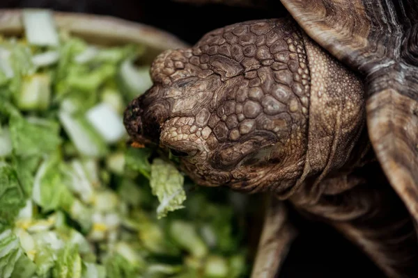Top view of turtle eating fresh chopped lettuce — Stock Photo