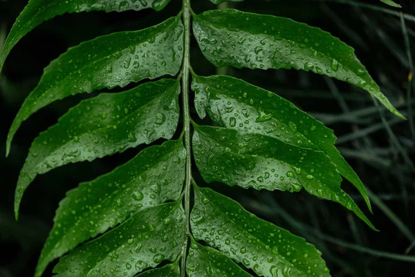 Close up view of green tropical palm leaf with water drops — Stock Photo