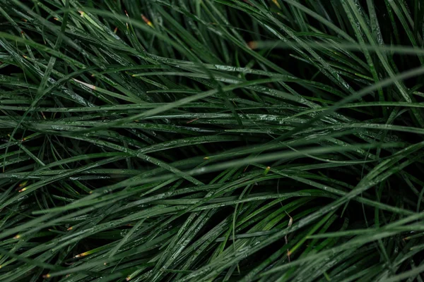 Vue de dessus de l'herbe verte fraîche avec des gouttes d'eau — Photo de stock