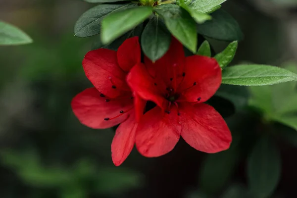 Vue rapprochée des fleurs rouges en fleurs et des feuilles vertes — Photo de stock