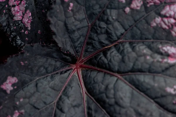 Top view of dark textured leaf with pink dots — Stock Photo