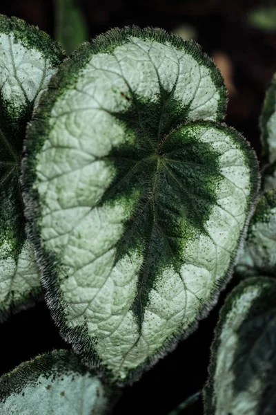 Vista da vicino di foglie esotiche strutturate verdi e bianche — Foto stock