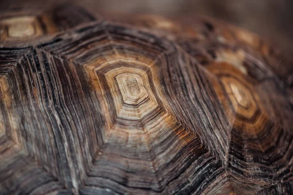 Vue rapprochée de la coquille brune texturée de la tortue — Photo de stock