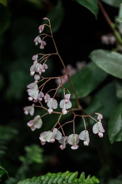 Vue rapprochée des fleurs blanches tendres sur la branche — Photo de stock