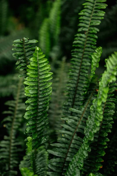 Селективный фокус зеленых красочных листьев папоротника — стоковое фото