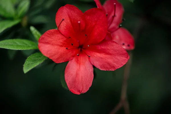 Vista de cerca de flores florecientes rojas con pétalos y hojas verdes - foto de stock