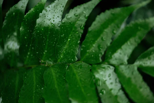 Nahaufnahme des nassen grünen tropischen Palmblattes mit Wassertropfen — Stockfoto