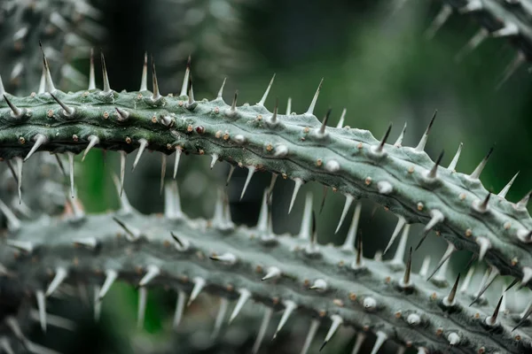 Vue rapprochée des feuilles de cactus vert avec aiguilles — Photo de stock