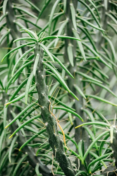 Nahaufnahme scharfer grüner exotischer Kakteenblätter — Stockfoto