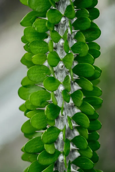 Vista de perto de cacto exótico com folhas verdes — Fotografia de Stock