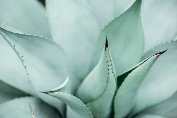 Close up view of light green sharp green cactus — Stock Photo