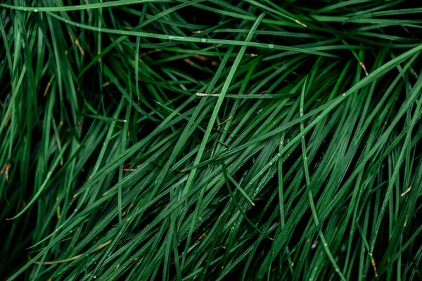 Vista superior de hierba verde fresca con gotas - foto de stock